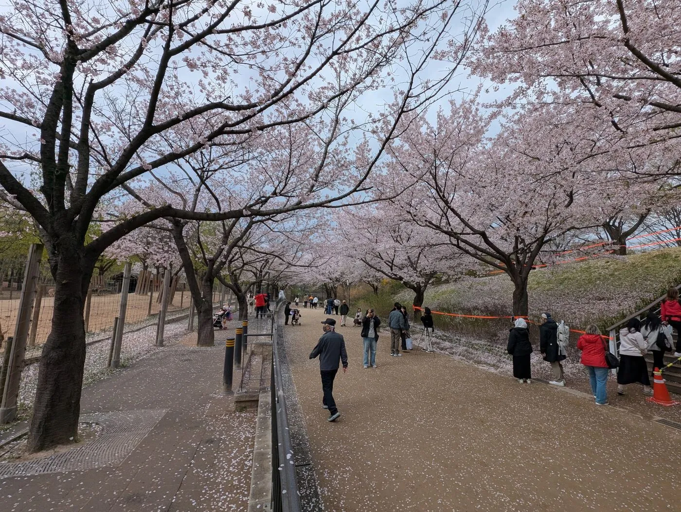 A path lined with cherry trees in full blossom in Seoul