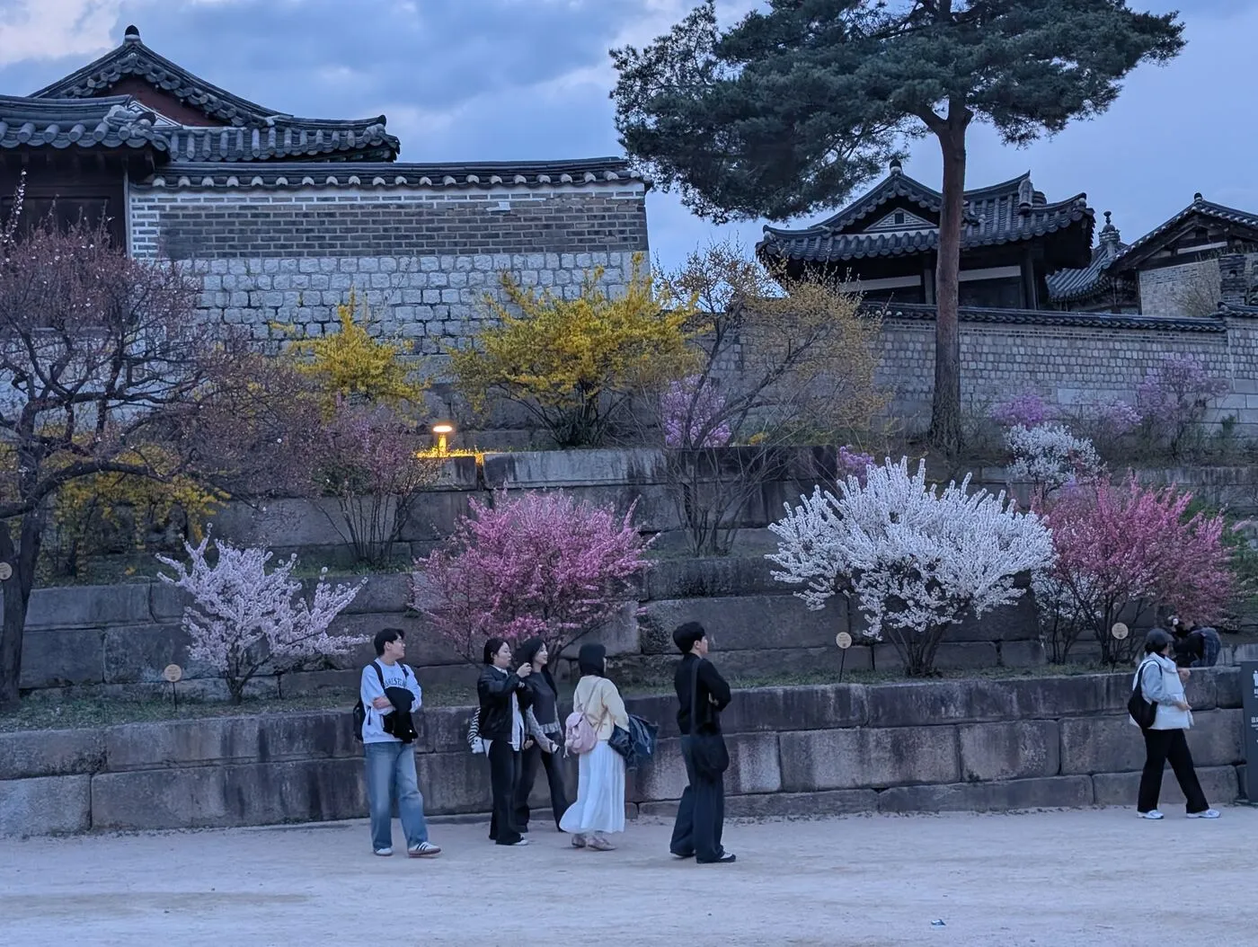 Visitors in front of a palace wall with spring blossoms in Seoul
