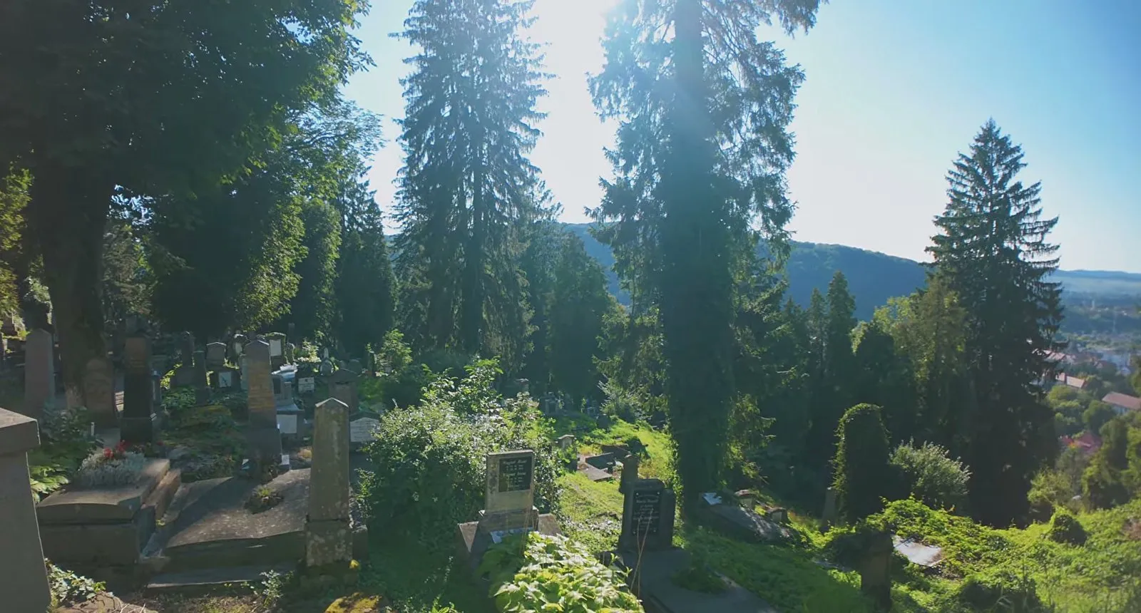 Low sun shining through tall fir trees onto old headstones in the Saxon cemetery on the hill above Sighișoara